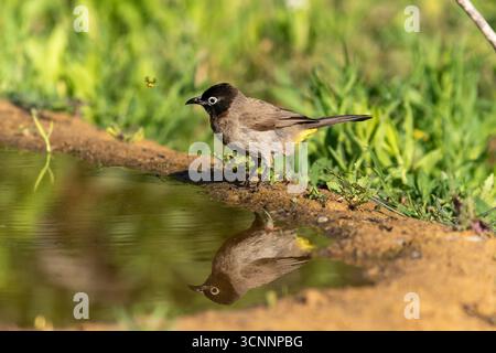 Bulbul à lunettes blanches (Pycnonotus xanthopygos) baigne dans une flaque d'eau, désert du Néguev, Israël Banque D'Images