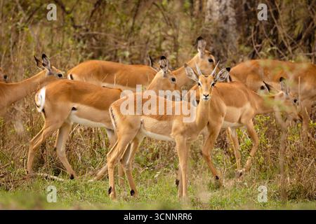 Troupeau d'Impala (Aepyceros melampus) dans le parc national du lac Nakuru. Kenya. Banque D'Images