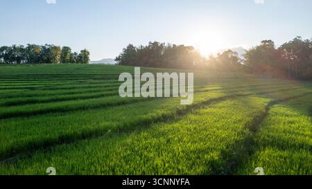 Vue aérienne à couper le souffle sur les rizières verdoyantes en terrasses, entourées d'une forêt luxuriante et d'une montagne majestueuse sous la lumière dorée du lever du soleil. Banque D'Images