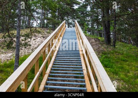 Escalier en bois à travers les dunes de Pine Forest Banque D'Images