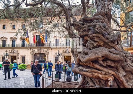 Ancien olivier sur la place devant la mairie à Palma de Majorque Banque D'Images