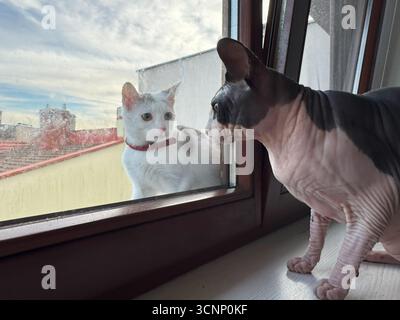 Photo montrant un chat sphynx sans poils à l'intérieur regardant un chat domestique blanc à l'extérieur à travers une fenêtre en verre. Les animaux de compagnie créent une scène de curiosité et int Banque D'Images