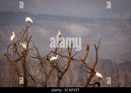 Un troupeau de spatules africaines (Platalea alba) en train de prélever. Photographié dans le parc national du lac Nakuru, Kenya. Banque D'Images