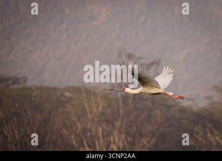 Un troupeau de spatules africaines (Platalea alba) en train de prélever. Photographié dans le parc national du lac Nakuru, Kenya. Banque D'Images