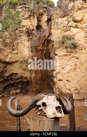 Crâne d'un buffle du cap photographié au parc national du lac Nakuru de Makalia Falls, Kenya Banque D'Images