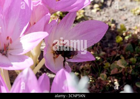 Une abeille recueille le nectar de fleurs rose vif dans une scène de jardin animée. Banque D'Images