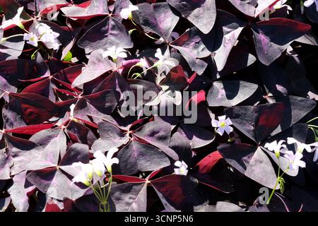 Le feuillage violet avec de petites fleurs blanches crée un superbe couvre-sol sous la lumière du soleil. Banque D'Images
