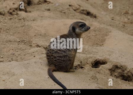 Profil gros plan d'une suricate mignonne et drôle (suricata suricatta) assise sur un rocher dans le désert africain, tournant la tête en arrière Banque D'Images