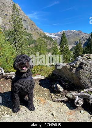 Un caniche noir au premier plan, un paysage alpin d'été en arrière-plan. Banque D'Images