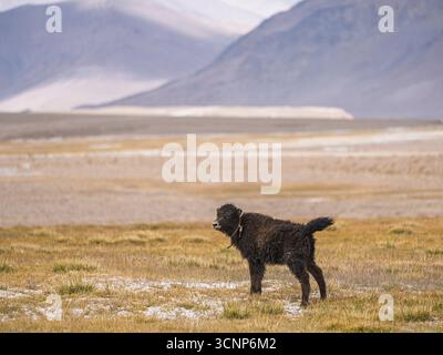 Vue de paysage de prairie de haute altitude avec mignon veau de yak noir domestique, Murghab, Gorno-Badakhshan, Tadjikistan Pamir Banque D'Images