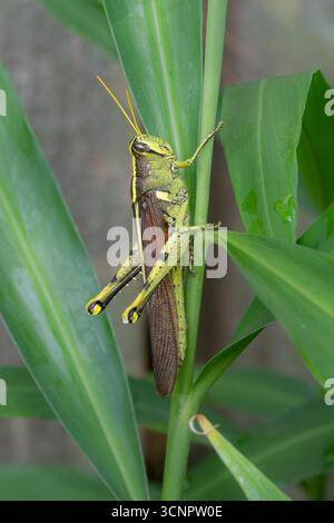 Une sauterelle obscure oiseau, Schistocerca obscura, sur la tige d'une plante de gingembre. Banque D'Images