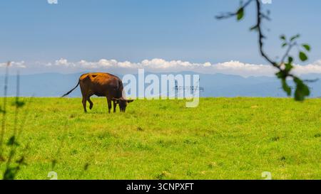 Une vache shorthorn japonaise pèle sur le plateau montagneux herbeux s'étendant du mont. Tateshina, avec la ville de Saku visible à environ 20 km Banque D'Images