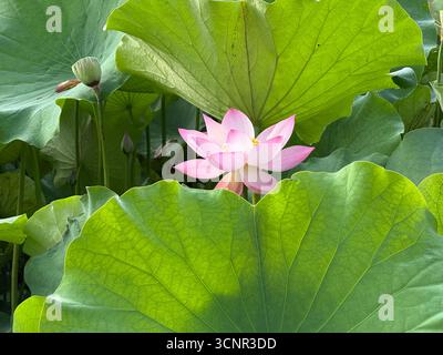 Fleur de lotus rose fleurissant parmi de grandes feuilles vertes Banque D'Images