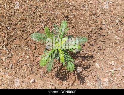 euryops à feuilles grises nouvellement plantés. Tâches de transplantation dans les jardins Banque D'Images