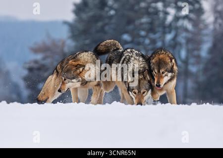 Trois loups eurasiens (Canis lupus) marchent ensemble dans un paysage forestier enneigé, démontrant un comportement naturel de meute. Banque D'Images