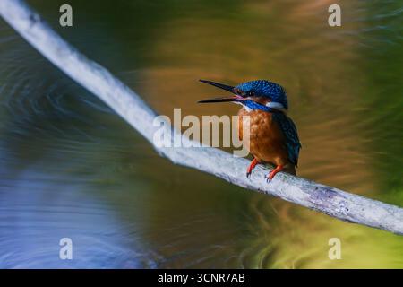 Le roi-pêcheur commun Alcedo atthis repose sur une branche diagonale avec son bec ouvert, entouré de reflets colorés sur l'eau. Banque D'Images
