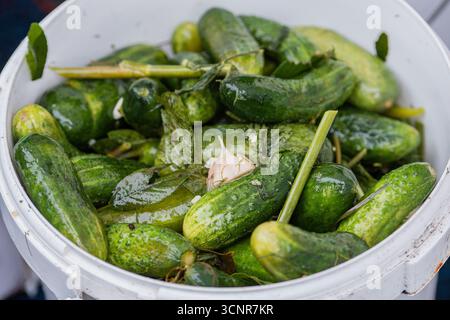 Concombres frais avec de l'ail et des herbes dans un seau dans un marché alimentaire de rue. Méthode traditionnelle maison de fermentation des légumes, Europe de l'est Banque D'Images