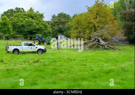 Travailleurs qui se préparent à couper et à enlever un arbre tombé dans le Pollok Country Park, Glasgow, Écosse, Royaume-Uni Banque D'Images
