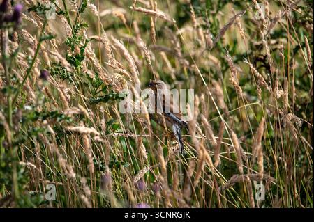 Linnet se nourrissant de graines à Findhorn Moray en Écosse Banque D'Images