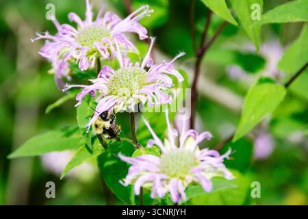 Un bourdon commun de l'est (Bombus impatiens) puise sur une fleur de mélisse dans le comté de Waukesha, WI. Banque D'Images