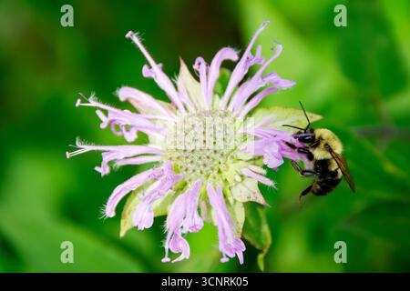 Un bourdon commun de l'est (Bombus impatiens) puise sur une fleur de mélisse dans le comté de Waukesha, WI. Banque D'Images
