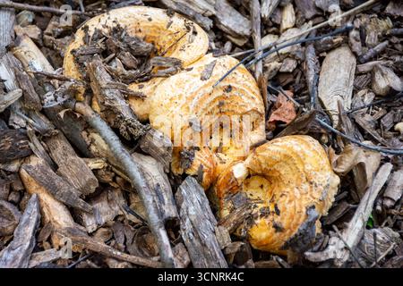Un champignon hérisson écailleux unique (Sarcodon imbricatus) pousse au milieu de copeaux de bois dans le comté de Waukesha, WI. Banque D'Images