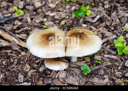 Un trio de champignons, probablement les champignons de prairie (Agaricus campestris), pousse dans des copeaux de bois dans le comté de Waukesha, WI. Banque D'Images