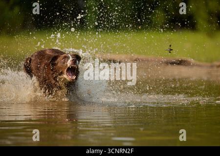 Chocolate border collie, jouer, femelle, Maryland Banque D'Images