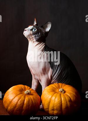 Chat sphynx canadien photographié à côté de deux citrouilles dans un fond sombre de studio. La nature morte d'Halloween stylisée avec une décoration saisonnière d'automne. Banque D'Images