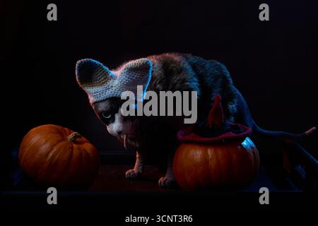 Chat canadien Sphynx dans un chapeau tricoté accroupi près de citrouilles pendant la séance photo d'Halloween. Concept de studio festif d'automne. Banque D'Images