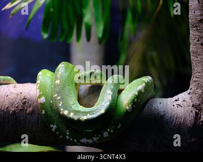 Impressionnant Green Tree Python distinctif dans la beauté naturelle. Banque D'Images