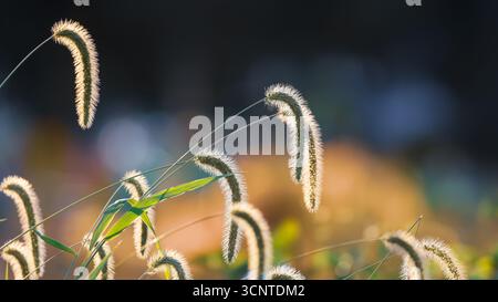Vue rapprochée de l'herbe de queue de renard rétroéclairée en automne également connue sous le nom d'herbe d'automne. Banque D'Images