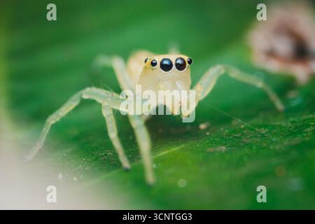Minuscule araignée jaune sautant debout sur une feuille verte éclatante, mettant en valeur ses détails complexes et ses grands yeux captivants dans un gros plan macro Banque D'Images