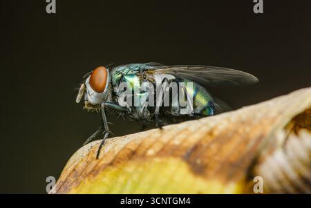 Gros plan macro avec une mouche vibrante perchée sur une feuille sèche, mettant en valeur son corps irisé orné de nuances de vert, de bleu et d'orang Banque D'Images