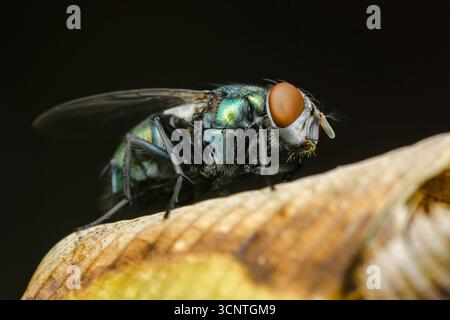 Gros plan d'une mouche de bouteille verte avec un corps irisé et de grands yeux orange, debout sur une feuille sèche sur un fond sombre, montrant le i de l'insecte Banque D'Images