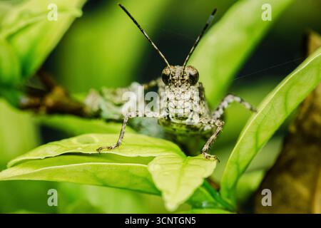 Vue rapprochée d'une sauterelle perchée sur des feuilles vertes éclatantes, mettant en évidence les détails complexes et mettant en valeur son habitat naturel dans un jardin luxuriant env Banque D'Images