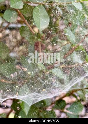 Tetranychus urticae (acarien rouge ou acarien à deux taches) est une espèce d'acarien qui se nourrit des plantes. C'est un ravageur. Banque D'Images