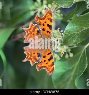 Un gros plan d'un papillon comma européen, Polygonia c-album. Ses ailes orange vif sont étalées comme il repose sur des feuilles vertes forme le fond Banque D'Images