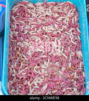 Un conteneur rempli de mouchettes, couramment utilisé comme appât de pêche, comme utilisé par un pêcheur, pêcheur, sur le canal Kennet et Avon, Newbury, Berkshire, Royaume-Uni Banque D'Images