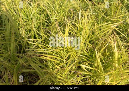 Carex muskingumensis est une espèce de sanglier connue sous le nom commun Muskingum Sedge Banque D'Images