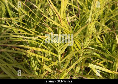 Carex muskingumensis est une espèce de sanglier connue sous le nom commun Muskingum Sedge Banque D'Images