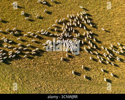 Vue aérienne d'un grand troupeau de moutons qui paissent sur un pâturage verdoyant et luxuriant en Nouvelle-Zélande pendant l'automne. La scène capture la beauté naturelle et agricul Banque D'Images