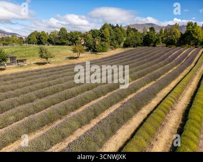 Vue aérienne rapprochée de rangées de lavande parfaitement alignées à Wanaka, Nouvelle-Zélande, en automne. Les tons chauds de saison et la verdure luxuriante créent un calme Banque D'Images