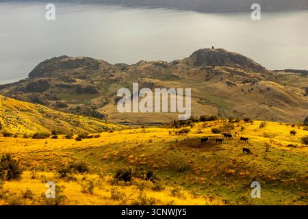 Les vaches paissent sur les collines dorées d'automne de Roys Peak à Wanaka, en Nouvelle-Zélande. La scène rurale tranquille surplombe le lac Wanaka, combinant l'agriculture, natu Banque D'Images