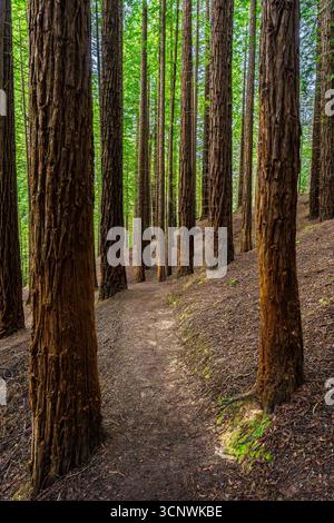 Sentier tranquille serpentant à travers une forêt luxuriante de séquoias, où les arbres imposants s'étendent vers le ciel. Découvrez la beauté sereine de la terre géante de la nature Banque D'Images