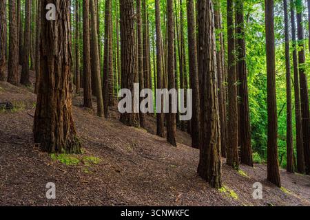 Paysage serein avec d'imposants séquoias dans une forêt verdoyante. La lumière du soleil filtre à travers la canopée, projetant des ombres sur le sol de la forêt. Natur Banque D'Images