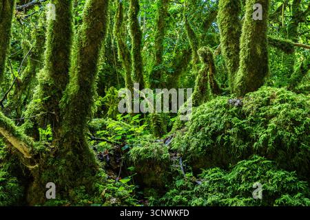 Une scène forestière vibrante et luxuriante présente des arbres drapés d'épaisses couches de mousse verte. La lumière du soleil filtre à travers la canopée dense, soulignant le b serein Banque D'Images