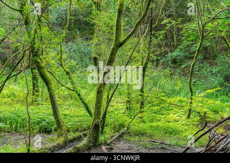 Paysage forestier luxuriant avec des troncs d'arbres couverts de mousse, un feuillage vert éclatant et un sous-bois dense. Un habitat naturel paisible et intact riche en biodiversité Banque D'Images