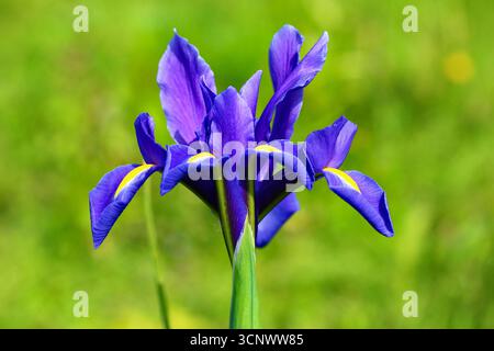 Une fleur d'iris unique en pleine floraison, présentant de délicats pétales violets et une beauté naturelle vibrante. Banque D'Images