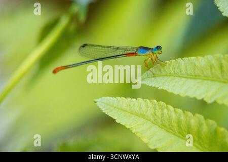 Damselfly est assise sur des feuilles vertes. Les damoiselles sont des insectes volants du sous-ordre des Zygoptères dans l'ordre des Odonata. Ils sont semblables aux libellules b Banque D'Images